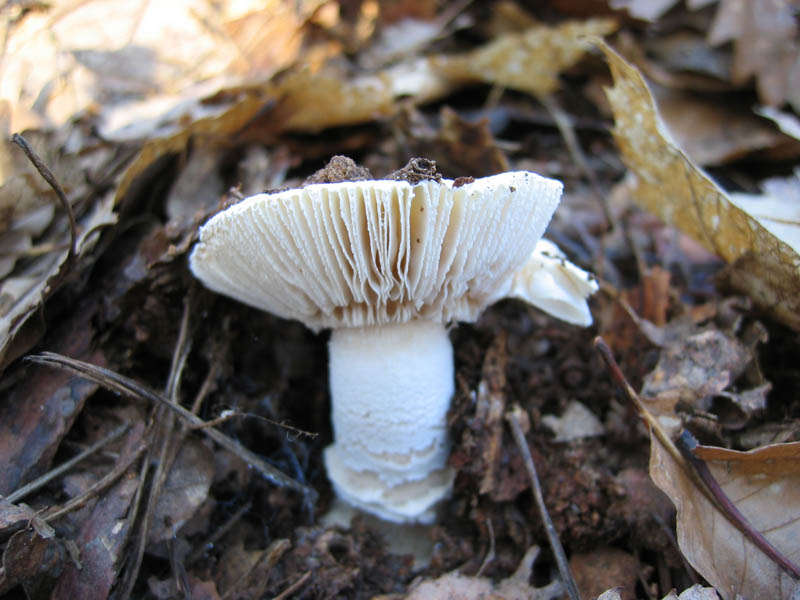 Escursione del  sabato pomeriggio